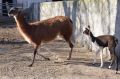 Дитинча лами народилося в Одеському зоопарку