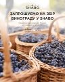 SHABO ������� �� ��� ���������